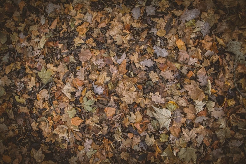 Colorful Autumn Leaves