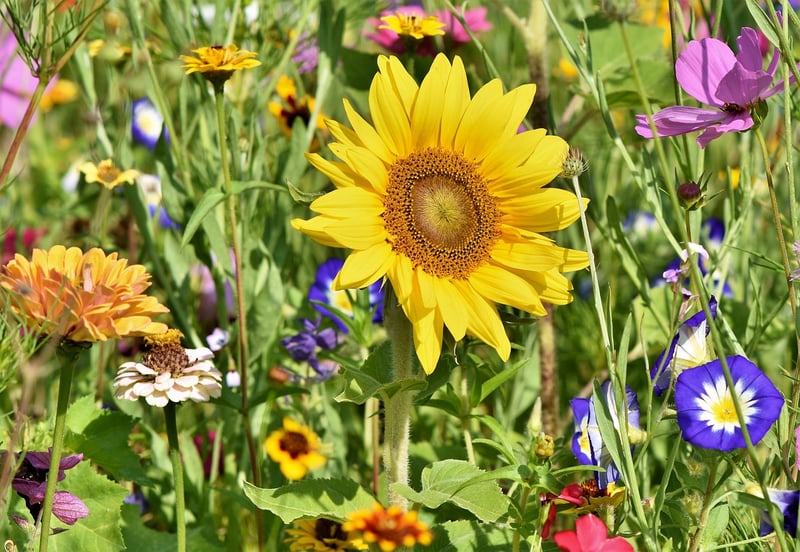 Flowers in a garden