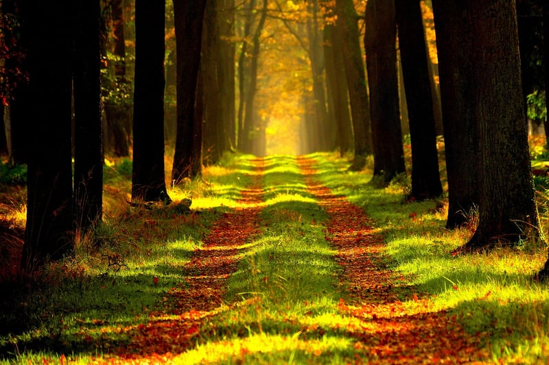 Sunlight filtering through trees in a forest