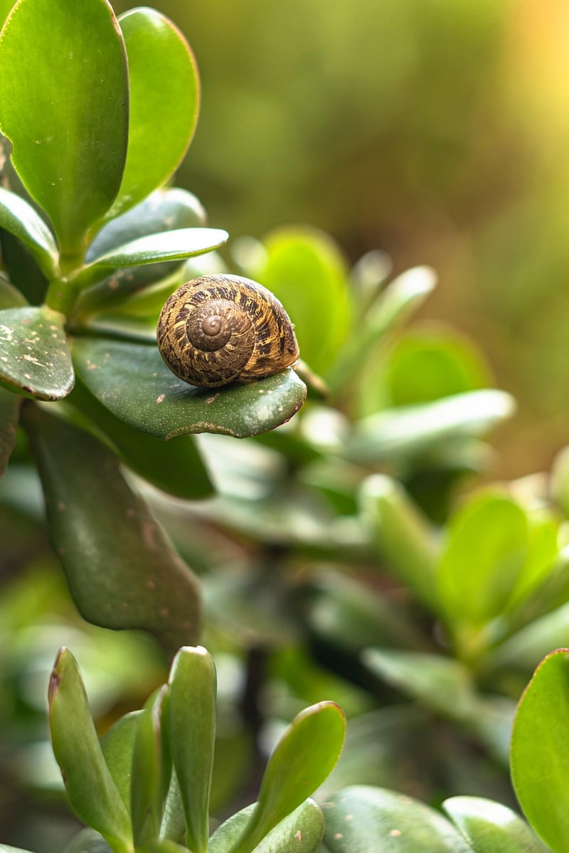 Green Leaves