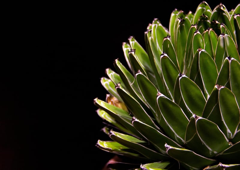 Botanical Sculpting Workshop